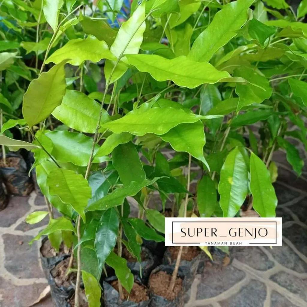 Bibit Kayu Gaharu Super