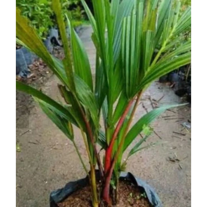(  BISA COD ) Promo Termurah Tanaman hias palem merah Tanaman Hias palem botol merah