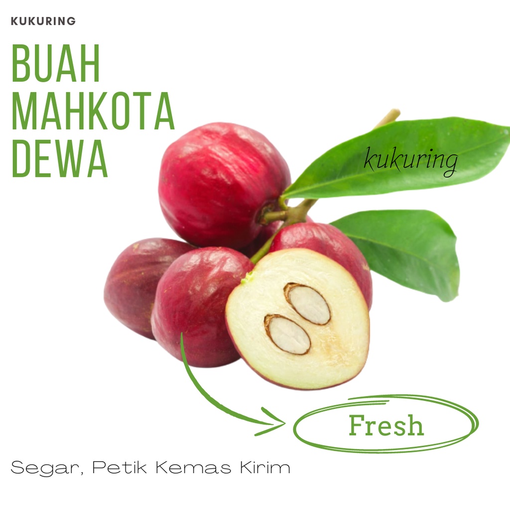 

KUKURING BUAH MAHKOTA DEWA SEGAR 500 Gram - - Herbal Fresh
