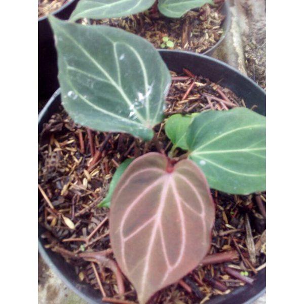 anthorium king of spades/kuping gajah HU