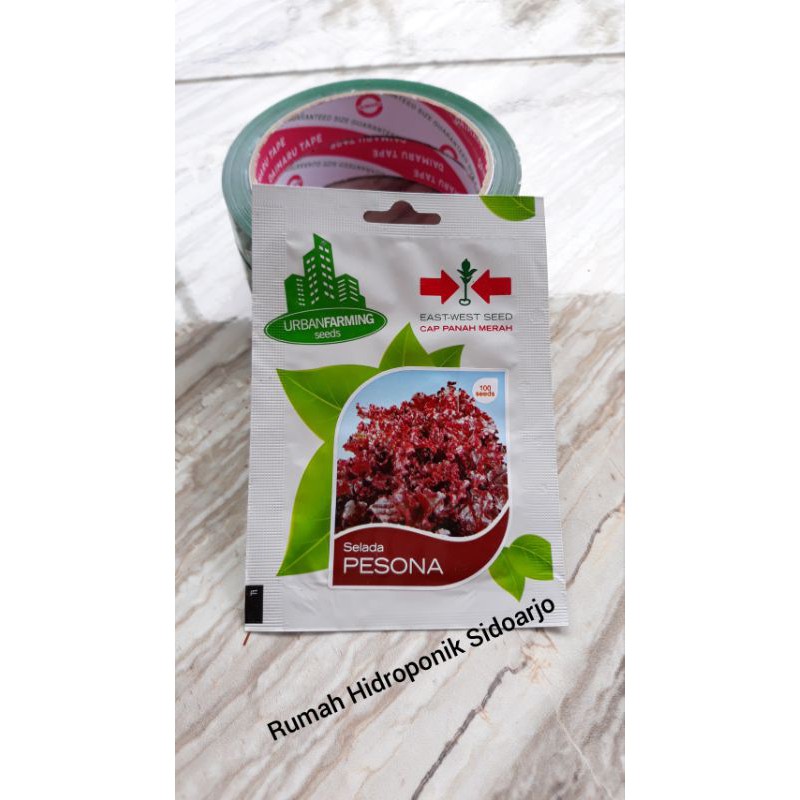 Benih Selada Merah (Lettuce) - Panah Merah