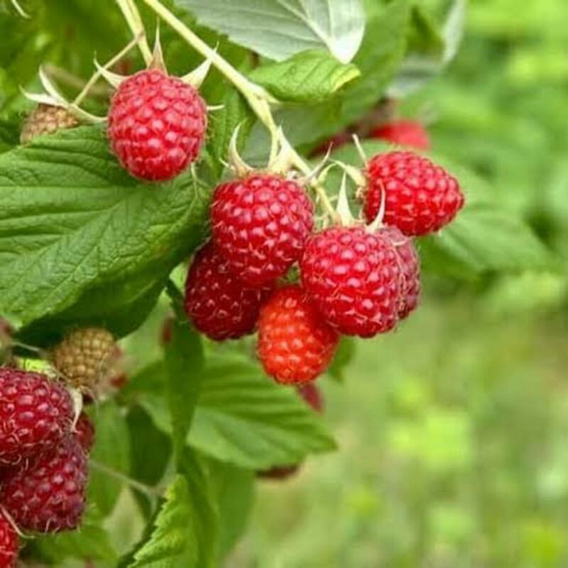 Benih Buah Unggul Raspberi Buah Raspberry