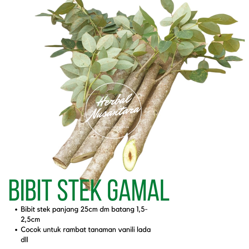 Bibit Gamal 1 meter - Stek pohon Gamal - Pakan ternak - Rambat vanili turus tanaman dll