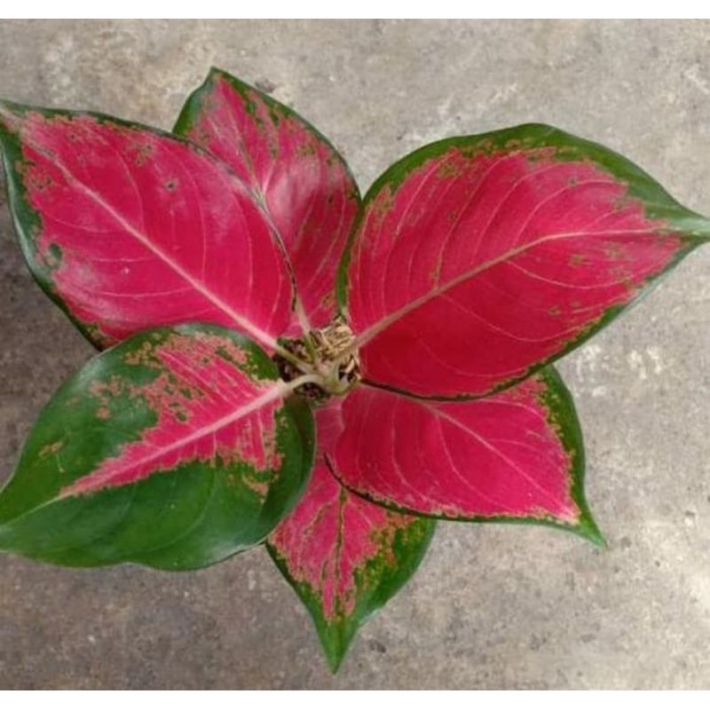 tanaman hias Aglonema red kocin - Aglonema - Red kocin