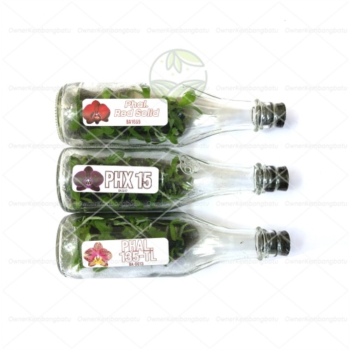 BIBIT ANGGREK BULAN DALAM BOTOL | BIBIT ANGGREK BULAN BOTOLAN | BIBIT ANGGREK BULAN BOTOL | ANGGREK 