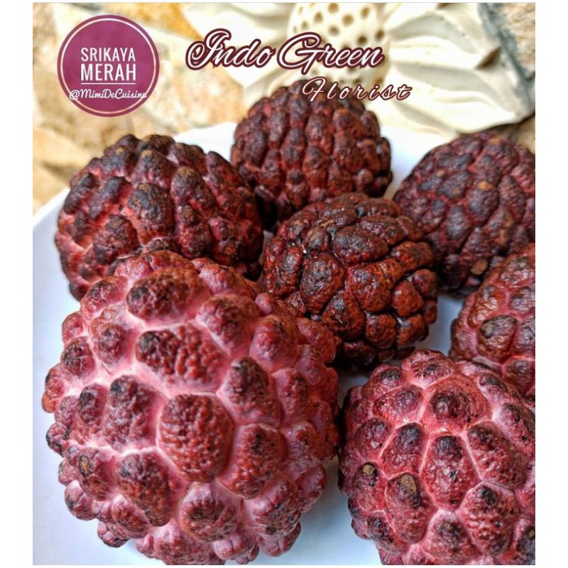 Obral Bibit Srikaya Merah Jumbo /Tanaman Buah Srikaya Merah/ Bibit Terlaris