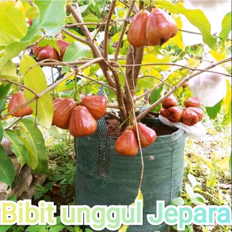 BIBIT JAMBU AIR CITRA MERAH SUDAH BERBUAH