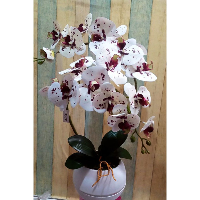 Bunga Anggrek Latex jumbo Import