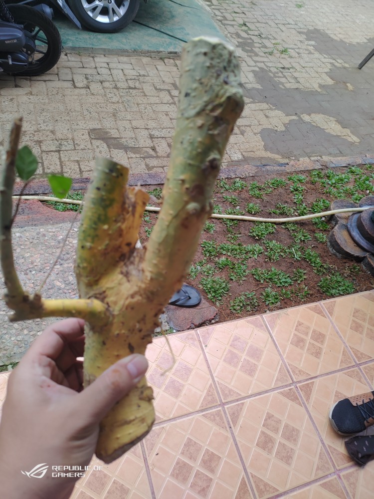 Bahan Bonsai Serut Hasil Dongkel Di Jamin Masih Fresh