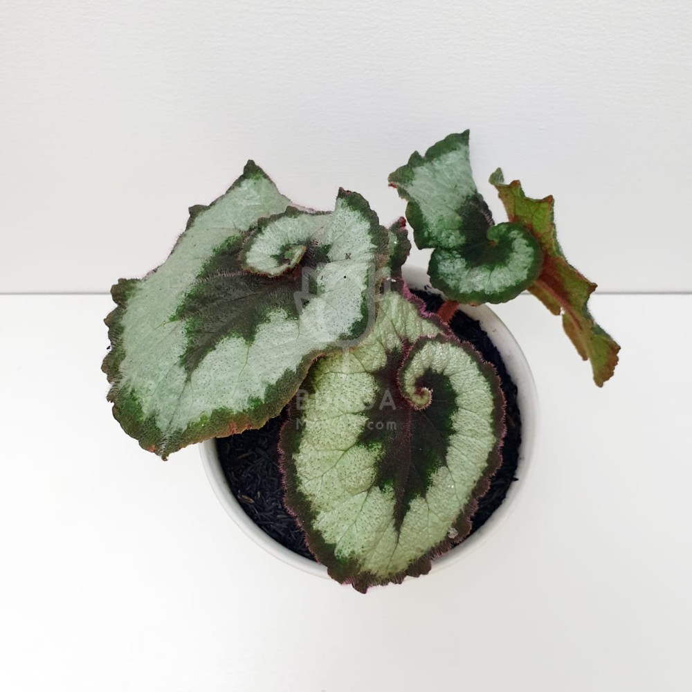Begonia Keong ( Begonia Escargot )