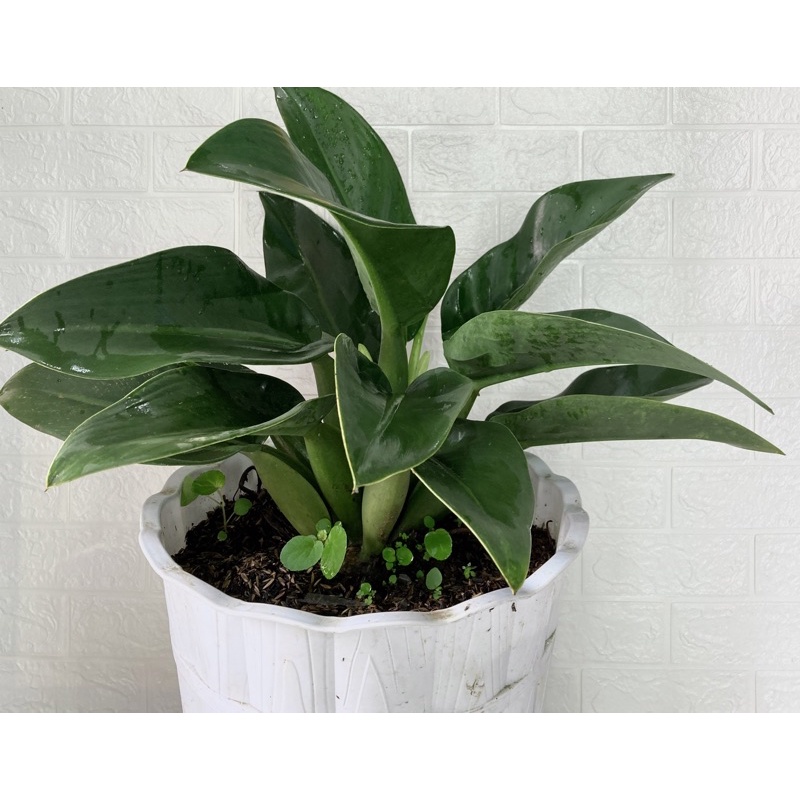 Philo Eceng / Philo Katak