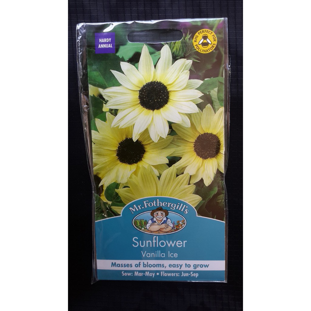 BENIH BUNGA SUNFLOWER VANILLA ICE ECER 3 BIJI bibit bunga matahari putih import f1 Mr Fothergills