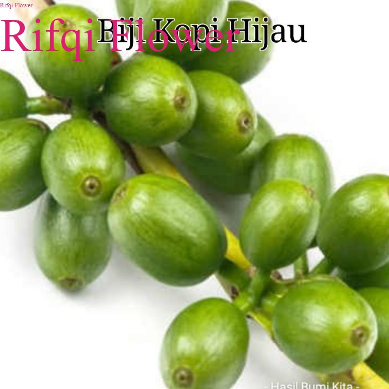 

Biji Kopi Hijau 200 gram Arabika Berry Cery Hijau Buah Kopi Pra Matang Herbal Rifqi Flower