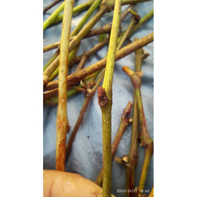 entres anggur import transfigurasi