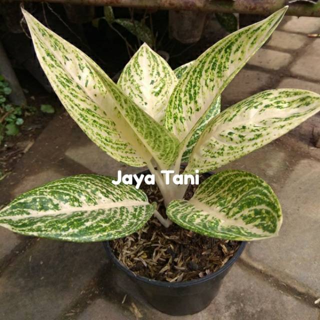 Bibit aglonema legacy putih