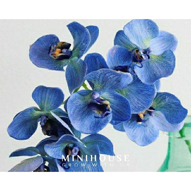 biji bibit benih bunga anggrek biru