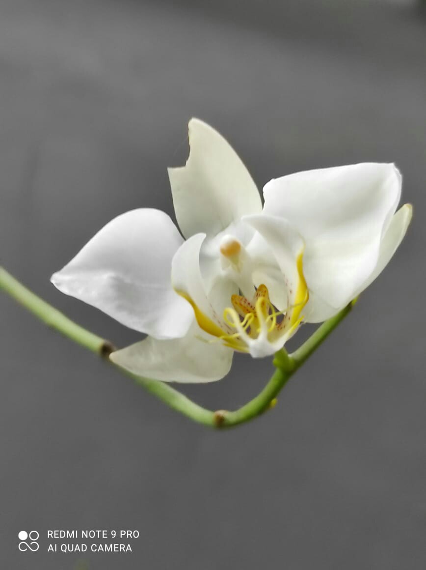 Tanaman Hias Bunga Kemuning - Pohon Kemuning