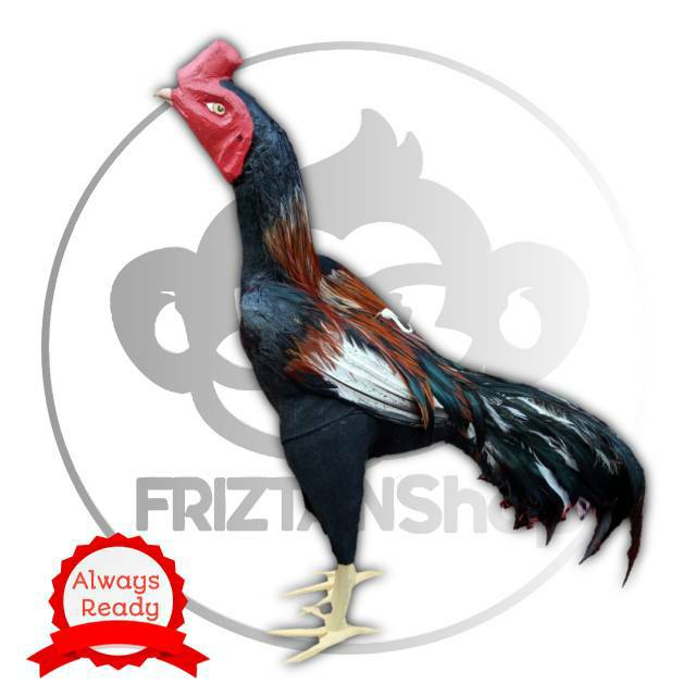 15 Gambar  Ayam  Jago  Tarung Cari Gambar  Keren HD