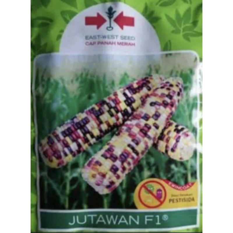 3 biji benih JAGUNG PELANGI JUTAWAN F1 / jagung rainbow bibit tanaman