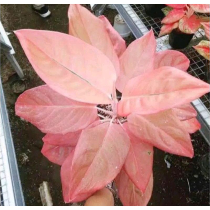 NEW Anakan AGLONEMA NEZKIA ORI