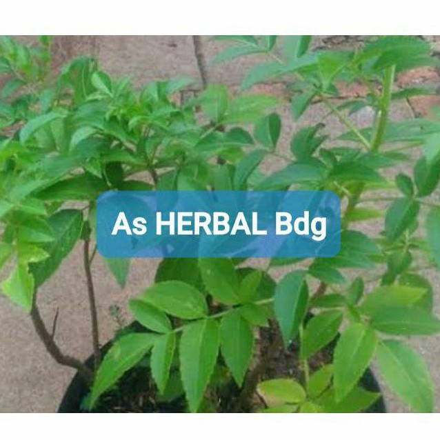 

Jual daun sangitan segar 200 gram sambucus javanica-az