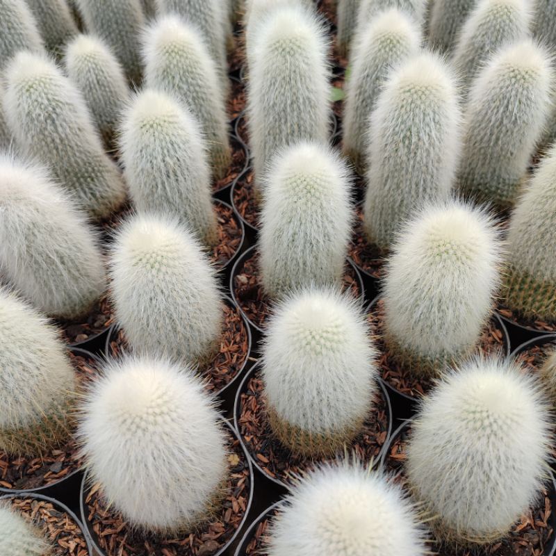 Cephalocereus Senilis (Old Man) Ownroot | DP 10cm | Kaktus