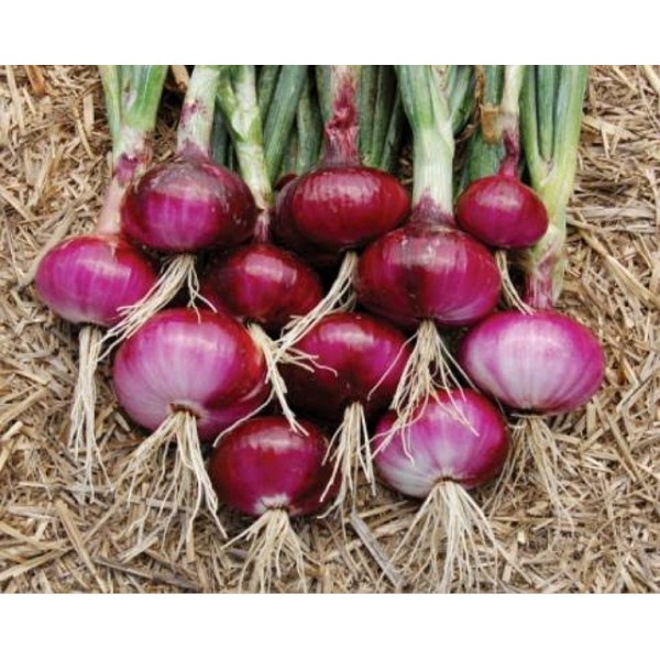 Bibit Benih Biji Sayur Bawang Merah - Bibit Tanaman Pohon Bawang Merah - Biji Umbi Bawang Merah -COD