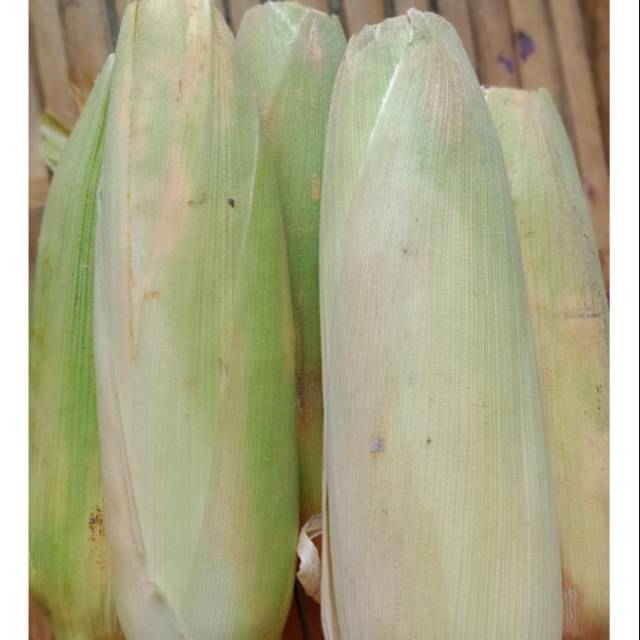 

Jagung manis kulit