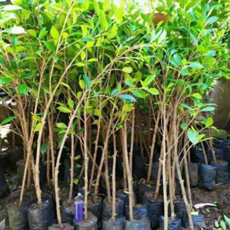 BIBIT KIMENG, DOLAR MIKRO, HOKIANTI VARIGATA BAHAN BONSAI