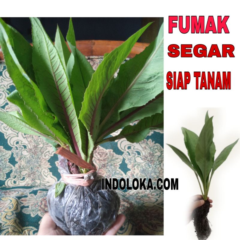 Bibit Sayur Fumak Remaja Siap Tanam Segar Termurah - Harga per 1 Pohon - Tanaman Fumak Segar - Fumak