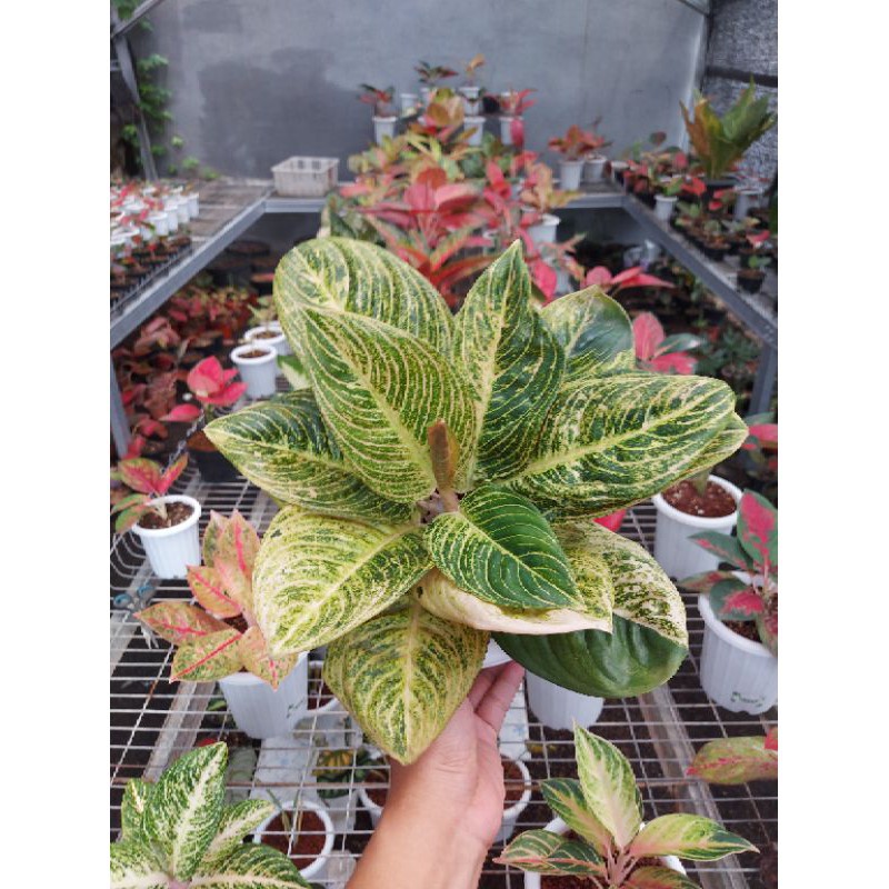 Bonggolan Aglonema Asri White