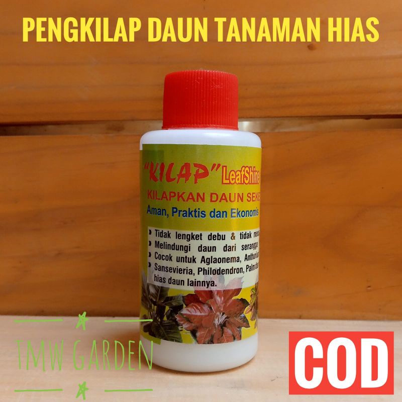 KILAP LEAF SHINE PENGKILAP DAUN TANAMAN HIAS
