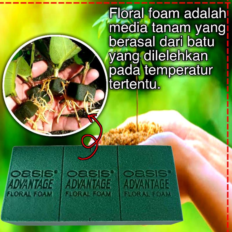 Floral Foam basah untuk media tanam perbanyakan cangkok stek aglonema