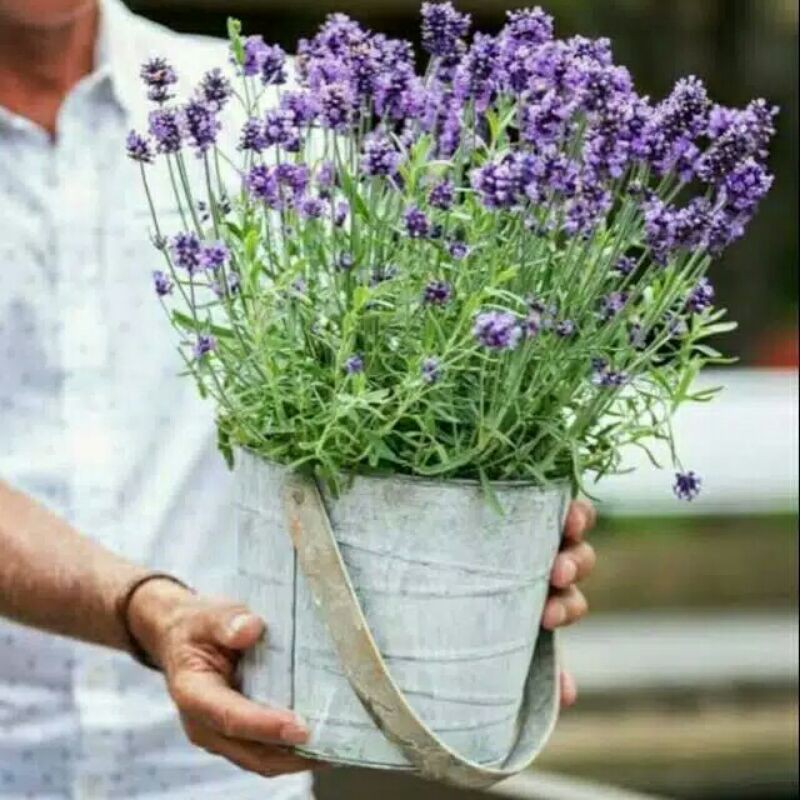 tanaman hias pengusir nyamuk (lavender)-Lavender pemgusir nyamuk-Tanaman Hias Lavender