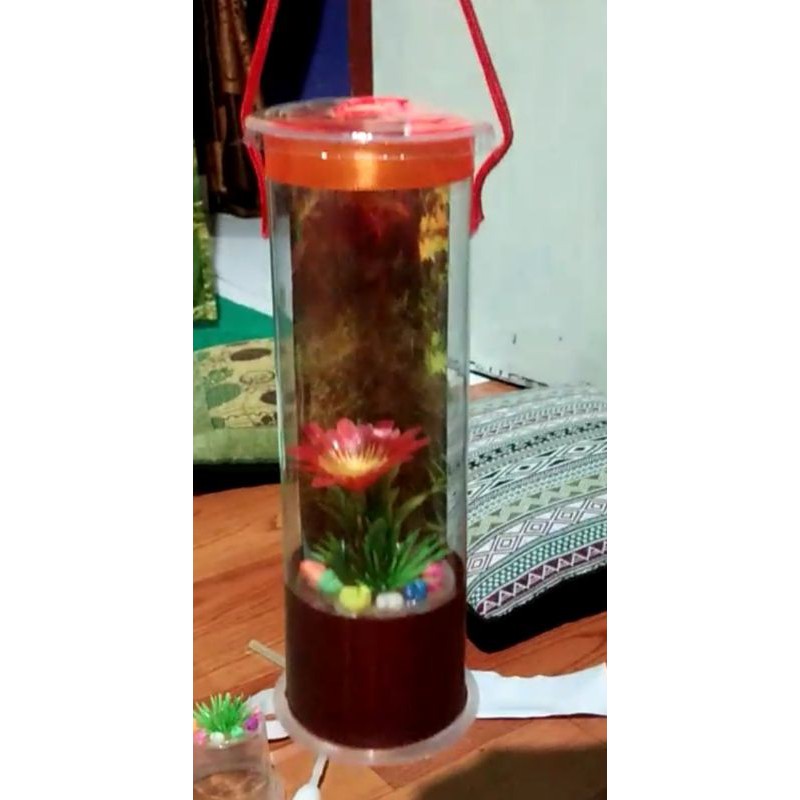 Akuarium Mini