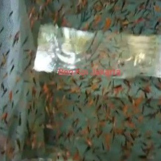 koi Paket Burayak F1 import