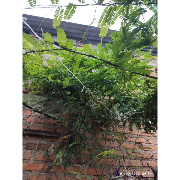 daun saga segar murah