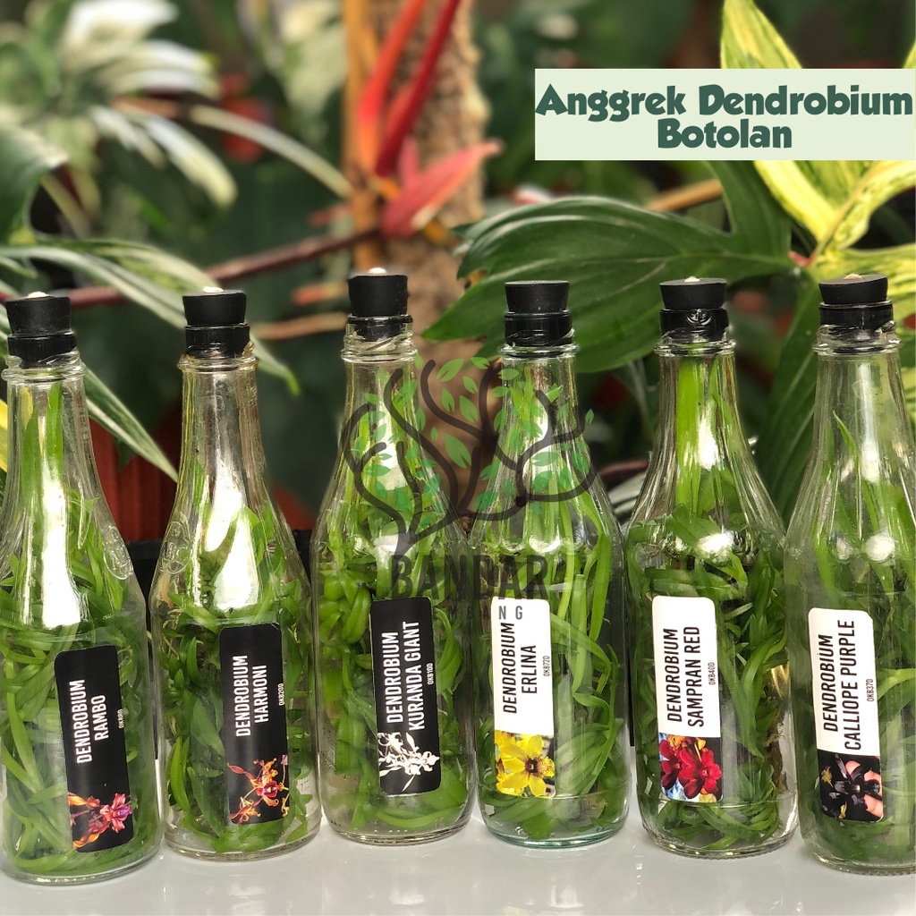 Bibit Anggrek Botolan Dendrobium Primary Hybrid Anggrek Dendro Botolan Murah