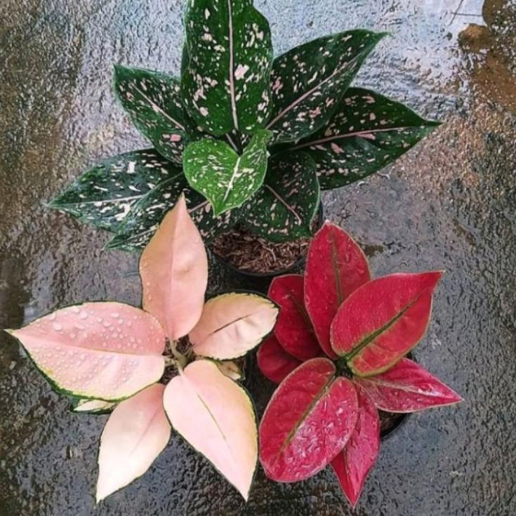 Paling Disukai.. paket hemat 3 jenis anakan aglonema (pink dalmation-kocin sutra-ayunindi)