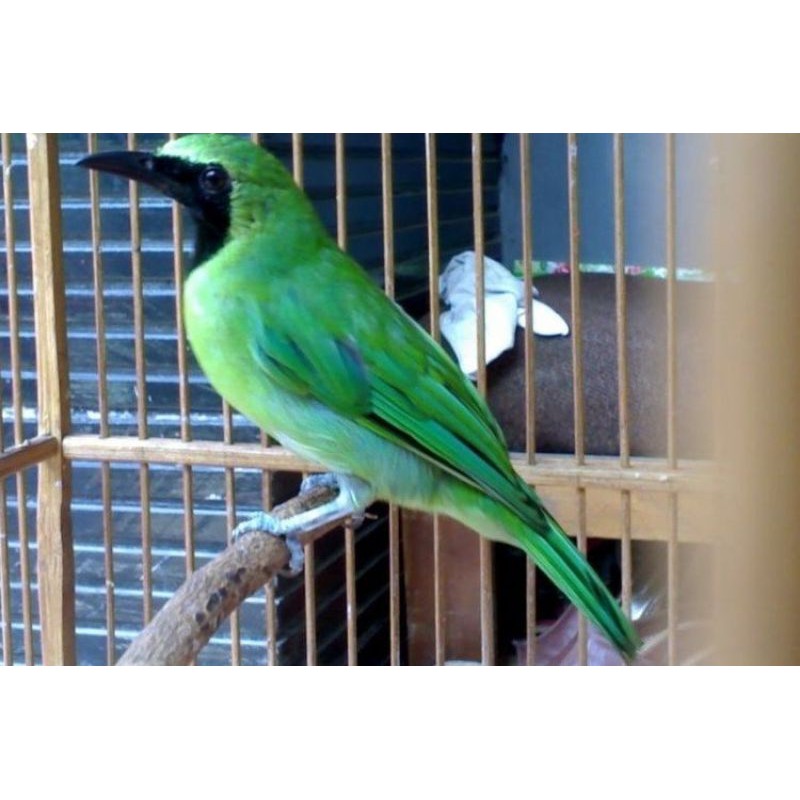 Cucak Ijo Nopeng Body BIG. Harian Burung Rajin (BUKAN MINI)