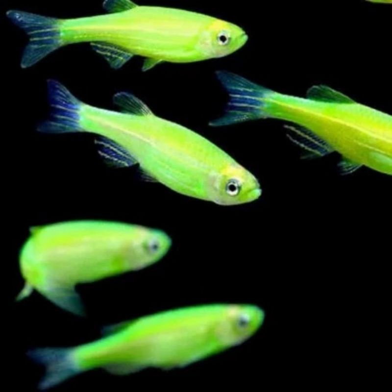 green danio zebra
