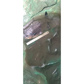 black pacu jumbo
