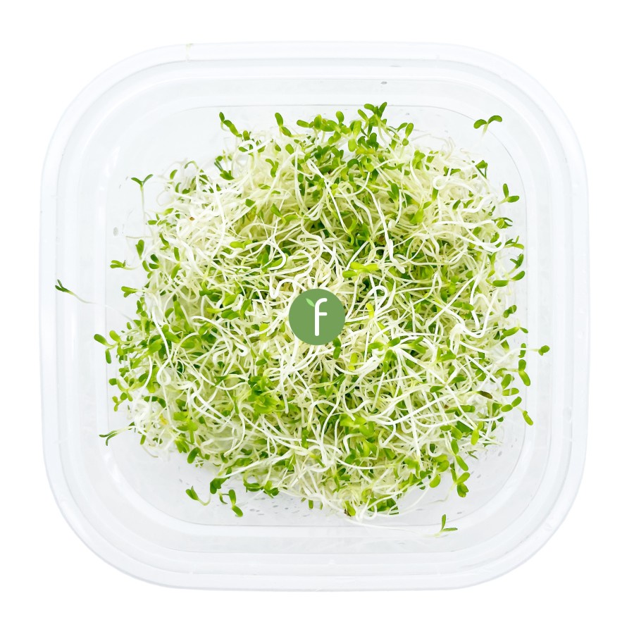 

Sayur Kecambah Alfalfa | Fresh Alfalfa Sprouts