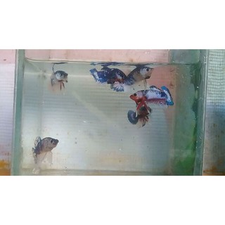 ikan cupang cantik marble line bluerim | shopee indonesia