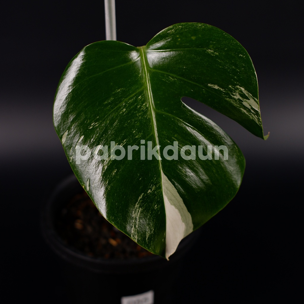 REAL PIC #55 Monstera Variegata Marble Monvar Borsigiana Albo Varigata