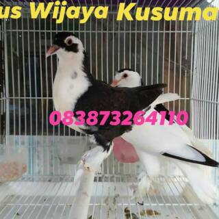 Burung Merpati Hias 3ekor Shopee Indonesia