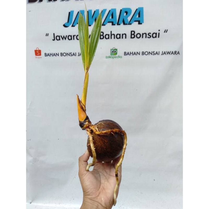 BONSAI KELAPA GADING OREN BATOK KECIL