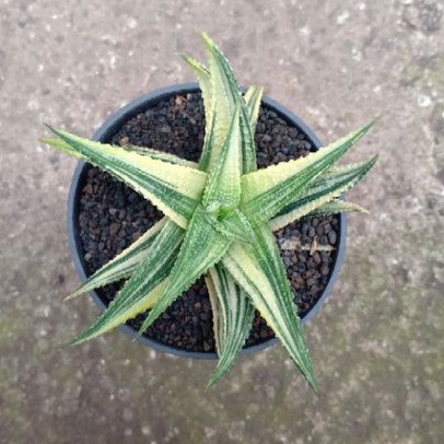 Haworthia hybrid varigata