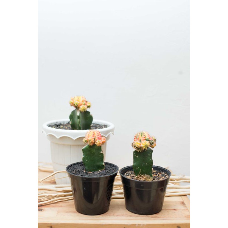 Kaktus warna warni gymno Moon Cactus Grafting | Shopee Indonesia