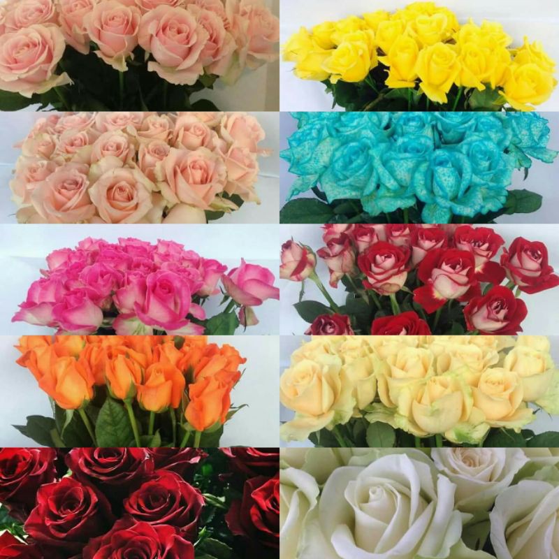 {BAYAR DITEMPAT} MAWAR IMPORT BLUE ROSE ISI 20 STEK, MAWAR POTONG KUALITAS SUPER GRADE A